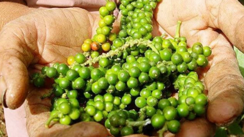 Giá hạt tiêu nội địa xuống mức thấp nhất một tháng, điều gì đang xảy ra?