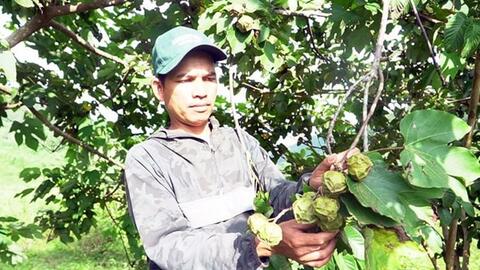 Sinh kế mới tăng thu nhập cho người dân miền núi Quảng Trị