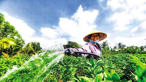 Nhà vườn tất bật chăm sóc hoa Tết 