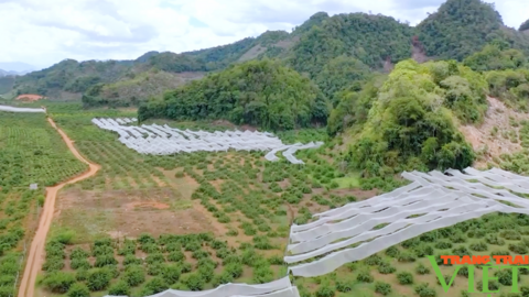 Yên Châu: Đẩy mạnh tiêu thụ, xuất khẩu nông sản