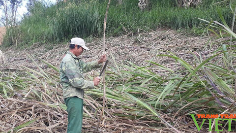 Công ty cổ phần mía đường Sơn La liên kết sản xuất cùng với nông dân