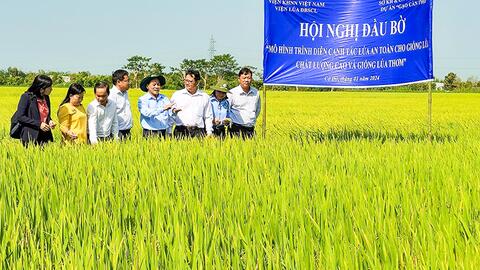 Chuyển giao kỹ thuật canh tác lúa an toàn và trình diễn, giới thiệu giống lúa chất lượng cao OM3 và lúa thơm OM8 