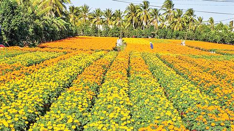 Bến Tre rộn ràng mùa hoa Tết 