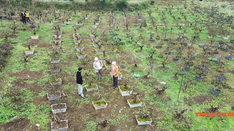 Vườn đào cổ thụ trên cao nguyên Mộc Châu