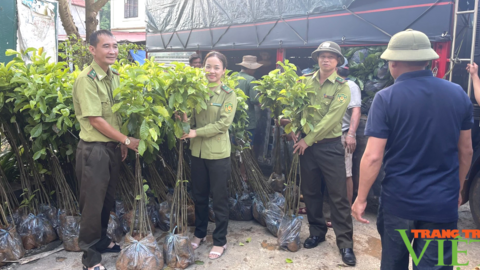 Kiểm lâm Sơn La: Làm tốt công tác bảo vệ và phát triển rừng