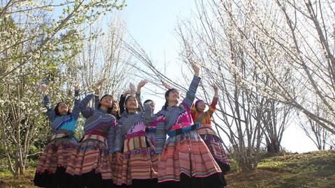 Sắp diễn ra "Sắc mận cao nguyên trắng" Bắc Hà