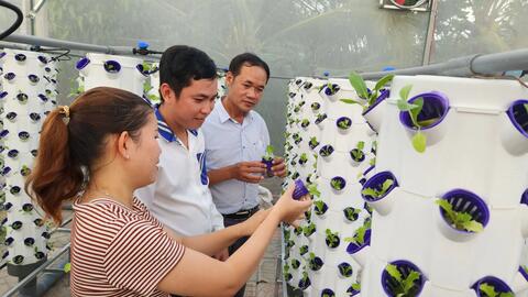 Cái Răng đưa nông nghiệp đô thị chuyển biến về chất 