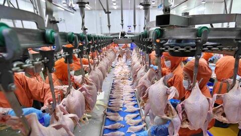 Trung Quốc đồng ý xem xét hồ sơ cho Việt Nam xuất khẩu thịt gia cầm