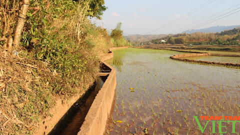 Nông dân Yên Châu tất bật xuống ruộng cấy lúa xuân