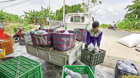 Mãng cầu xiêm và nhiều loại xoài  giảm giá, dưa leo bán được giá cao 