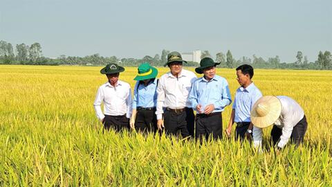 Lúa đông xuân vào mùa thu hoạch rộ 