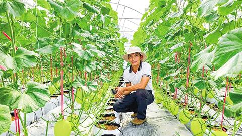 Cờ Ðỏ phát triển mô hình nông nghiệp ứng dụng công nghệ cao 