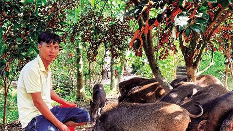 Nuôi heo rừng bán hoang dã thu nhập cao 