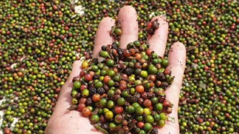 Giá tiêu hôm nay giảm tới 1.500 đồng/kg, nông dân không vội bán