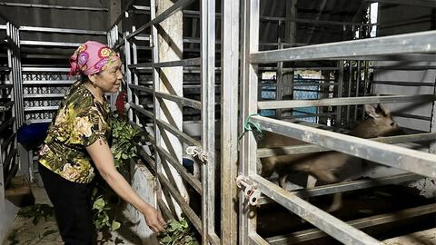 Mới thử nuôi một con vật "đại bổ", nông dân Hà Tĩnh đã hái được lộc, bán giá 10 triệu đồng/kg