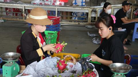 Thanh long Tiền Giang thuyết phục thị trường khó tính 