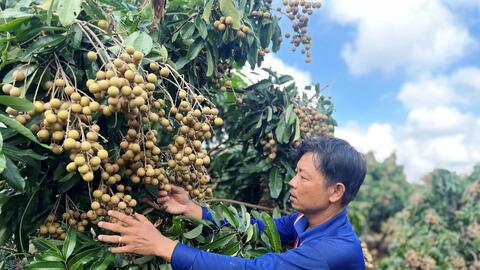 Tăng  nguồn lực hỗ trợ hợp tác xã tham gia OCOP 