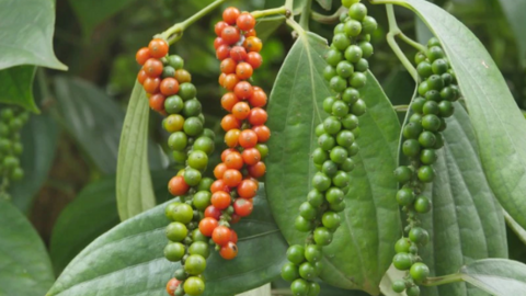 Đà giảm giá hạt tiêu đã dừng, những dự báo mới nhất