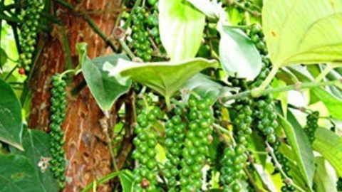 Giá tiêu hôm nay lại giảm đồng loạt, chỉ 1 tỉnh giữ giá cao