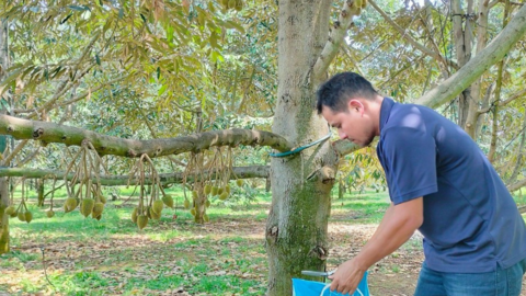 Vai trò, ứng dụng của Calcium, Nitrate, Boron trong sản xuất nông nghiệp