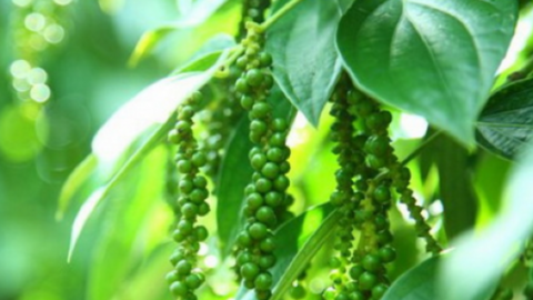 Giá hạt tiêu hôm nay chững tại các vùng nguyên liệu trọng điểm