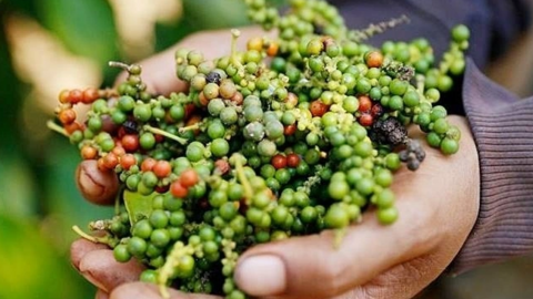 Giá hạt tiêu tăng lên mức nào đó sẽ đạt điểm "bão hoà"