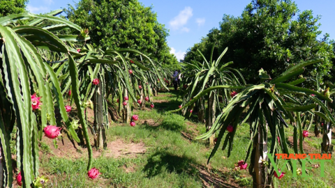Hiệu quả từ một phong trào nông dân ở vùng cao Sơn La
