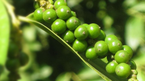 Giá tiêu vẫn đi ngang, xuất khẩu tiêu sang Trung Quốc giảm cực mạnh