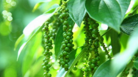 Giá tiêu tiếp tục giảm rất mạnh