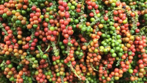 Giá hạt tiêu liên tiếp giảm mạnh, Đắk Lắk, Đắk Nông và Bà Rịa – Vũng Tàu mất giá nhiều nhất