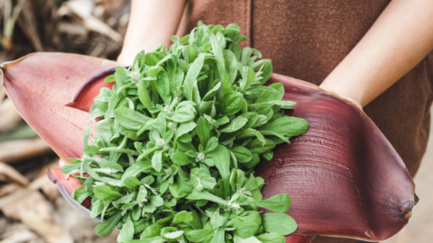 Loại rau dại xưa hay cho lợn ăn, nay thành đặc sản "lạ" 500.000 đồng/kg