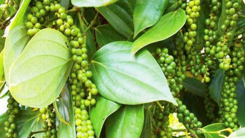 Giá tiêu vẫn giảm liên tiếp, mức thu mua thấp nhất tại "thủ phủ tiêu" Đồng Nai