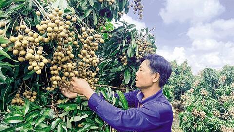 Hỗ trợ nông dân chuyển đổi canh tác cây ăn trái có giá trị kinh tế cao 