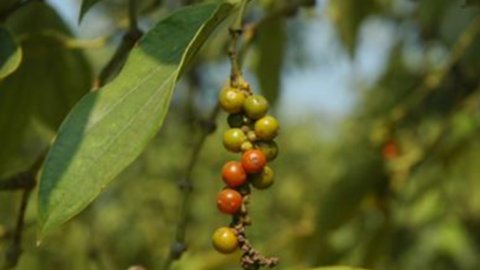 Giá tiêu tiếp tục tăng mạnh, lập đỉnh mới cao nhất ở Bà Rịa - Vũng Tàu