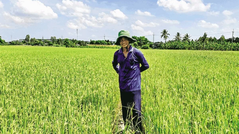 Nông dân kỳ vọng lúa hè thu có giá cao 