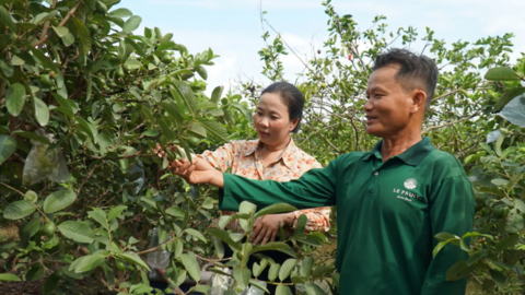 Làm giàu từ cây ổi ruột hồng 