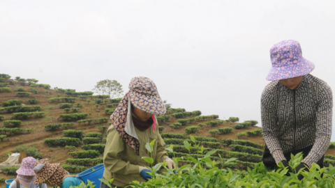 Hướng đi mới trong phát triển kinh tế ở xã vùng cao Lào Cai