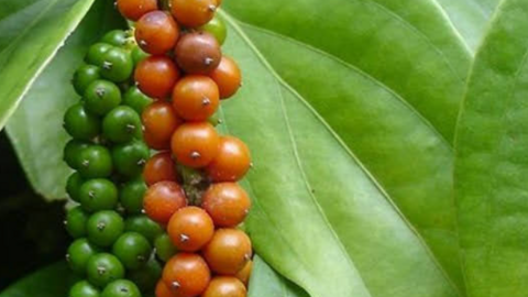 Giá tiêu lại tăng 'sốc', gần chạm mốc 130.000 đồng/kg