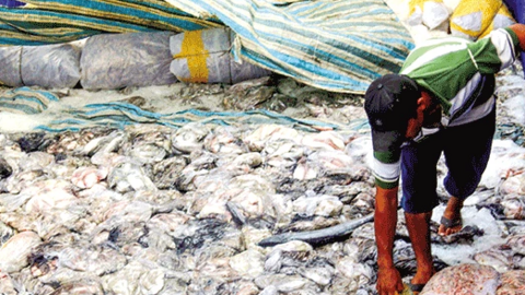 Cần giải pháp căn cơ cấp bách 