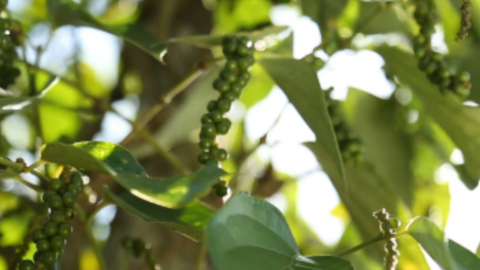 Giá tiêu giảm ở Đắk Lắk, các nơi khác vẫn tăng vù vù