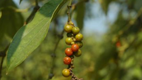 Giá tiêu vẫn tăng giảm trái chiều ở các vùng trọng điểm, Bình Phước, Đắk Nông đi xuống