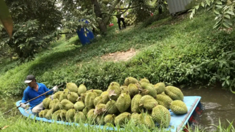 Sầu riêng lên ngôi nhưng vẫn cần tổ chức lại bài bản, căn cơ hơn 