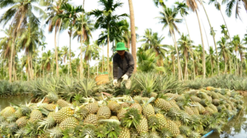 Giải pháp gia tăng giá trị cho nông sản Kiên Giang 