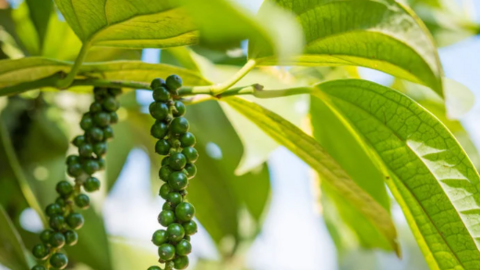 Giá tiêu tăng vù vù tiếp, lập kỷ lục mới ở Đắk Nông