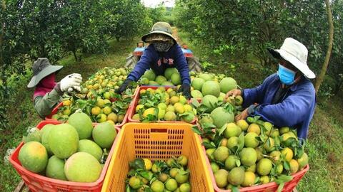 Tổ chức tổng điều tra nông thôn, nông nghiệp năm 2025.