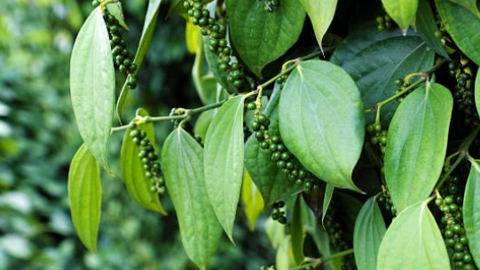 Giá tiêu vẫn tăng, đang ở mức cao kỷ lục, nông dân có lãi trên 500 triệu đồng/ha