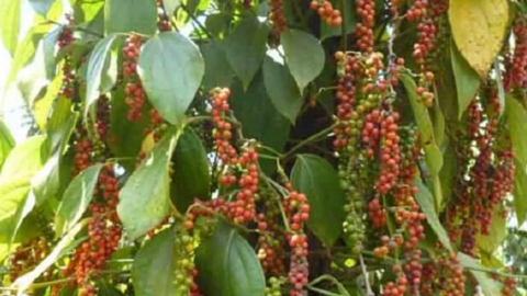 Nhiều tỉnh quay đầu giảm, giá tiêu ở Đắk Nông và Đắk Lắk vẫn tăng lên