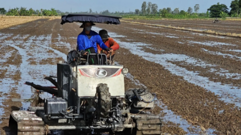 Cần Thơ đã xuống giống hơn 11.680ha lúa thu đông 