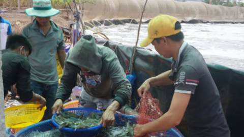 Vụ tôm với nhiều thách thức 