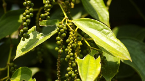 Giá tiêu của Indonesia và Malaysia tăng mạnh, tiêu Việt ổn định, 1 tỉnh duy nhất tăng